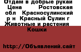Отдам в добрые рукаи › Цена ­ 10 - Ростовская обл., Красносулинский р-н, Красный Сулин г. Животные и растения » Кошки   
